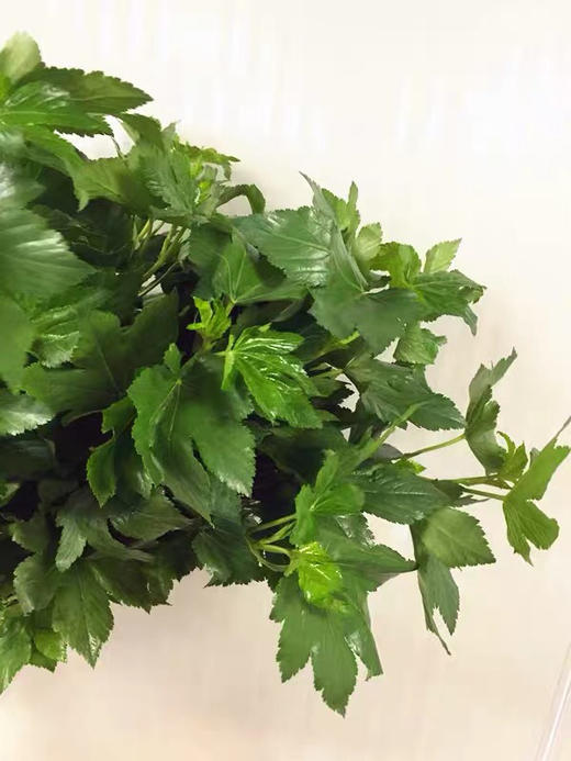 配叶-日本枫叶 商品图2