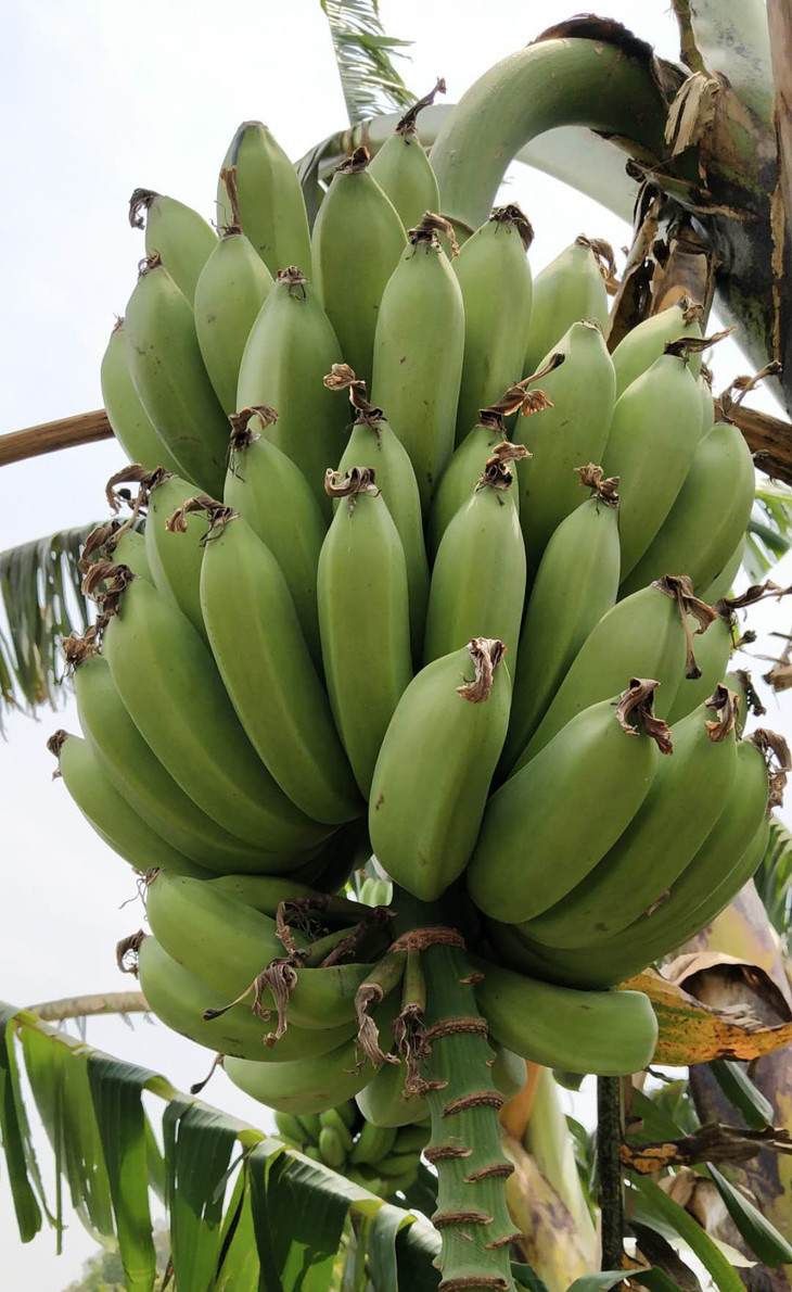 西双版纳野生芭蕉纯野生无农药化肥香甜软糯