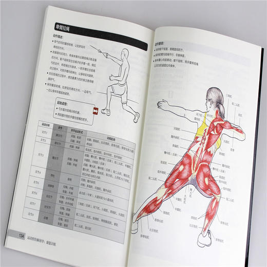 运动损伤解剖学:康复训练 商品图2