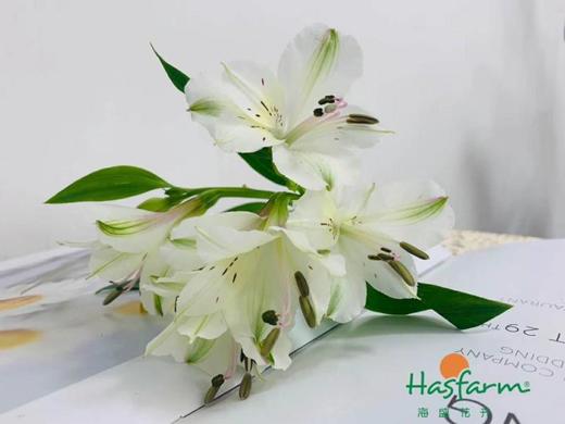 海盛六出花-白色 10枝 商品图1