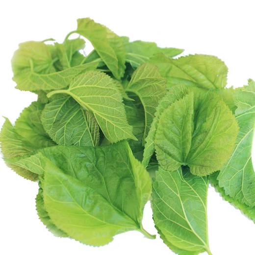 新鲜桑叶500g