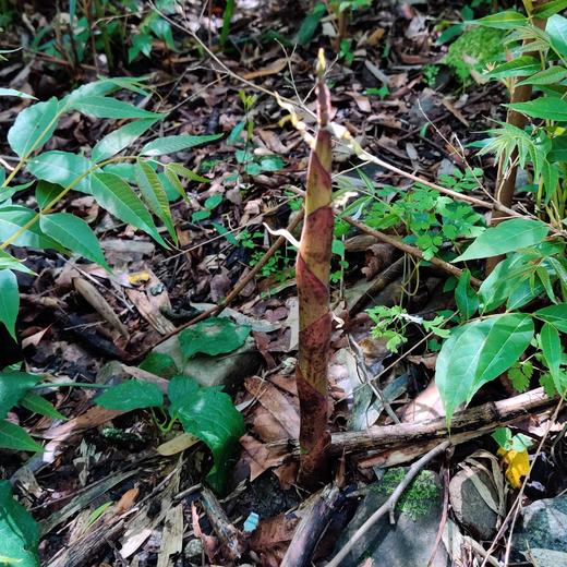 野生水竹笋 | 合作生产* Wild water bamboo shoots | Coproduction 商品图1