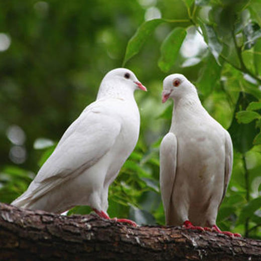 【冰鲜】鲜杂粮乳鸽农家散养(带肫肝心/ 600g/2只)【冷链配送】 商品