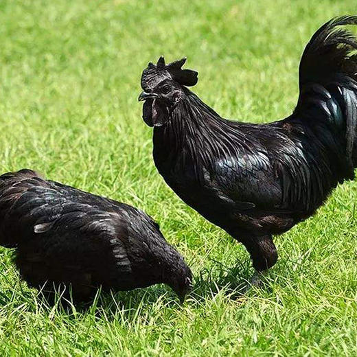 贵州黑乌骨鸡【冷链配送】 商品图1