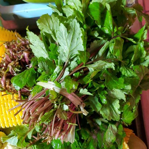 真珠花菜 商品图0