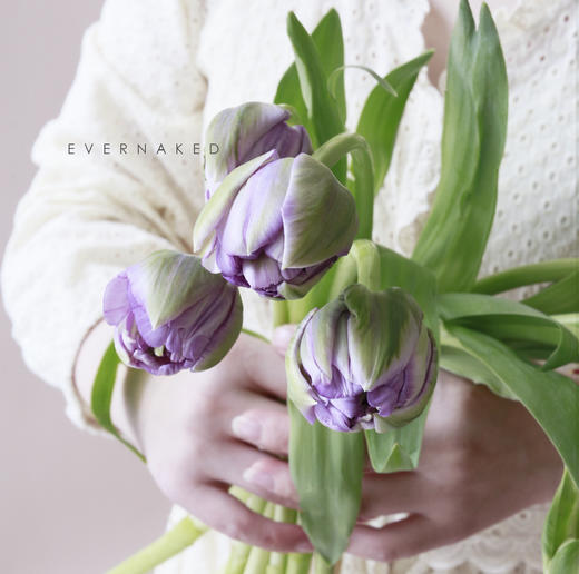 「单品花材」荷兰重瓣郁金香浅紫 商品图0