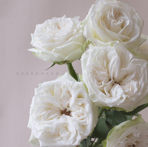 「单品花材」荔枝玫瑰白色 商品图1