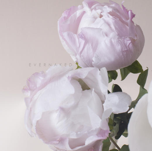 「单品花材」进口牡丹白色 商品图1