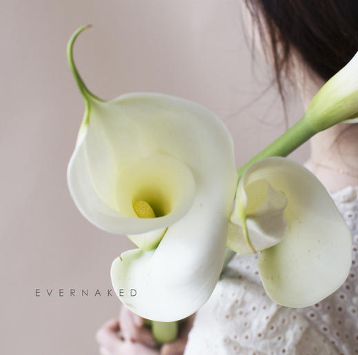 「单品花材」马蹄莲 商品图1