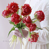 「单品花材」荷兰重瓣郁金香红色 商品缩略图0