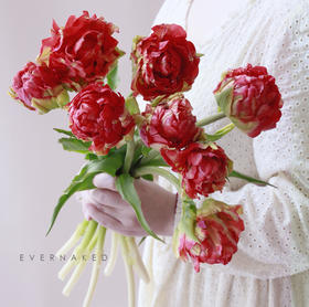 「单品花材」荷兰重瓣郁金香红色