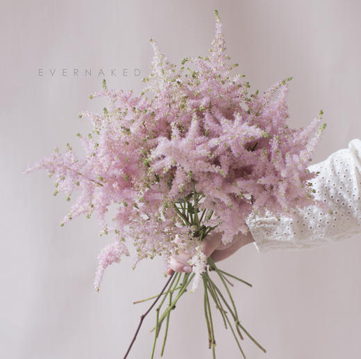 「单品花材」荷兰络新妇 商品图1