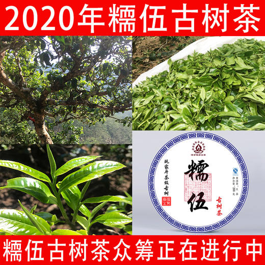 （众筹）2020年糥伍古树春茶 商品图0
