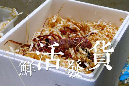 [48小时内发货]D级（1.48-1.7斤）澳洲红岩大龙虾  鲜活发货 商品图1