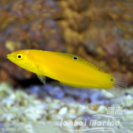 黄龙（除蚓螺） 商品图6