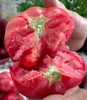 【珠三角包邮】普罗旺斯西红柿 5斤±2两/箱 （3月15日到货） 商品缩略图1