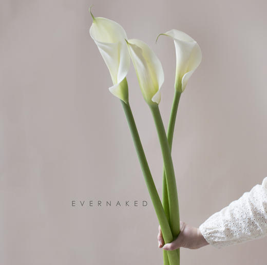 「单品花材」马蹄莲 商品图0