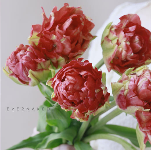 「单品花材」荷兰重瓣郁金香红色 商品图1