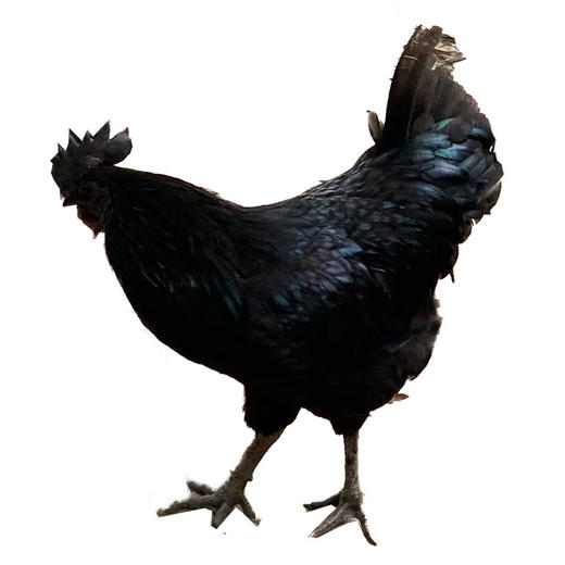 贵州黑乌骨鸡【冷链配送】 商品图4