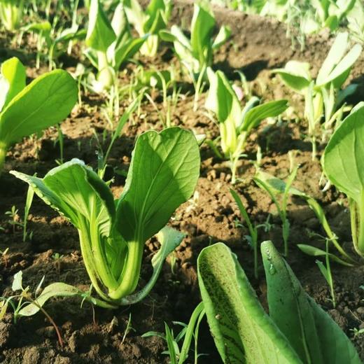 生态小油菜 | 清脆鲜嫩 | 石嫣农场 * Eco-friendly Baby Rapeseed 商品图1