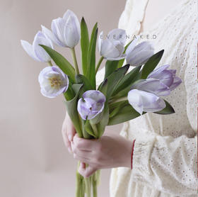 「单品花材」荷兰单瓣郁金香幻紫