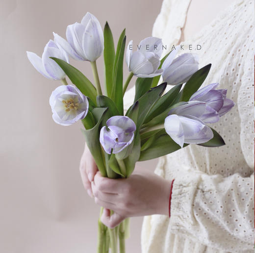 「单品花材」荷兰单瓣郁金香幻紫 商品图0