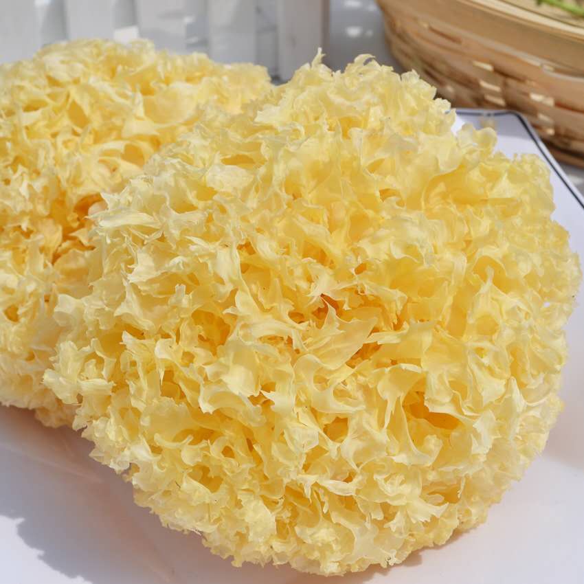 1F香港启泰雪耳