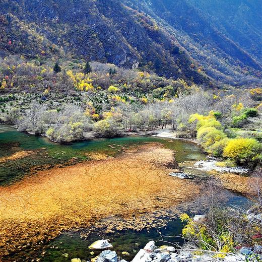 经典三日九寨沟+黄龙+都江堰/大熊猫·纯玩3日游·可升级航空舒适保姆车（成都市三环内包接+纯玩无购物·天天发团） 商品图7