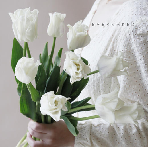 「单品花材」荷兰百合郁金香白色 商品图0