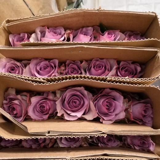 国产玫瑰ZS-紫霞-B级-20枝/扎 商品图2