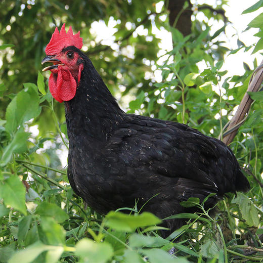 岭南黑脚土鸡1000g 商品图5