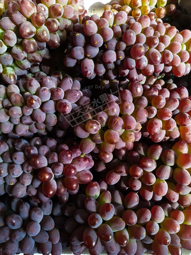 茉莉小红提非葡萄新鲜水果孕妇水果提子