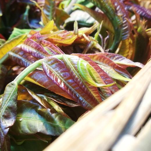 生态香椿 | 合作生产* eco-cedrela sinensis | coproduction