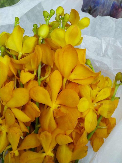 千代橙BT，10支/扎 商品图6