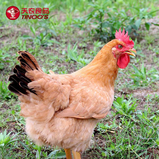 飞来峡土鸡750g 商品图4