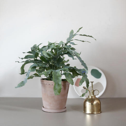 blue star 蓝星蕨 【 灰绿色植物 】