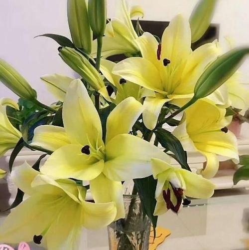 百合-黄天霸-三头-10支/扎 商品图0