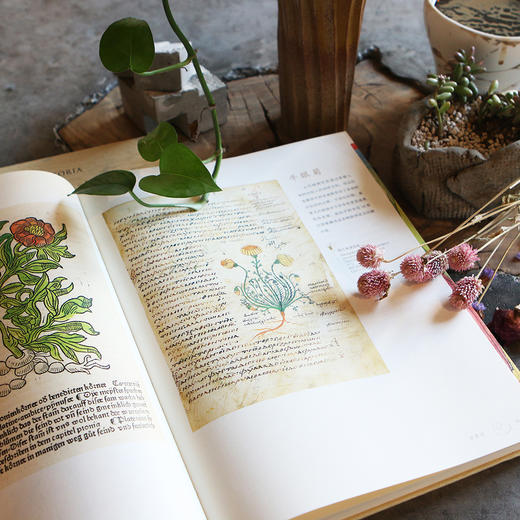 植物寓言（法国guojia图书馆精选100幅植物画 有故事的植物画，有历史感的植物之旅 发现自然  记录植物永恒之美） 商品图4
