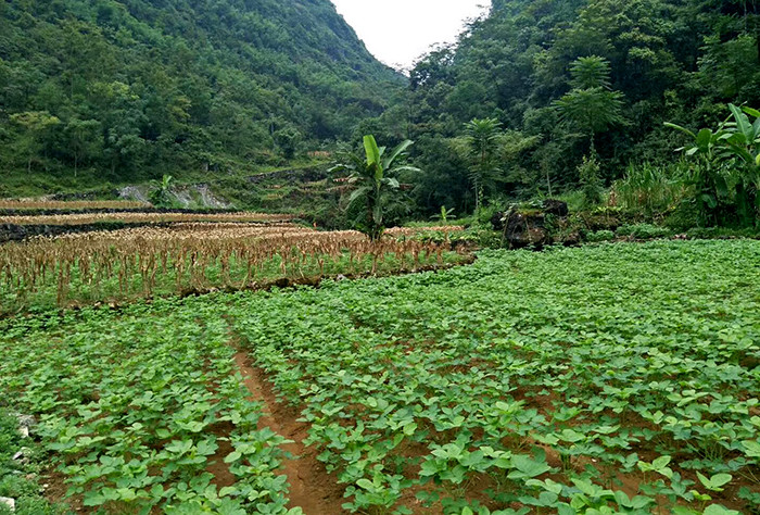 生态青皮黄豆1斤(老品种)广西都安
