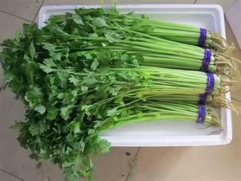 水芹菜（整个出售，多退少补）