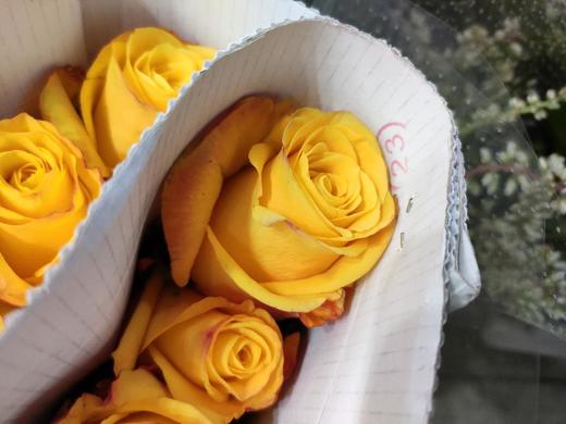 【林奇玫瑰】快讯,10支/扎