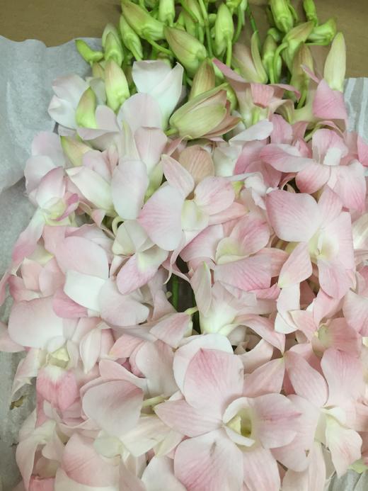 【小仙女】泰国洋兰--粉兰  12支/扎 商品图2