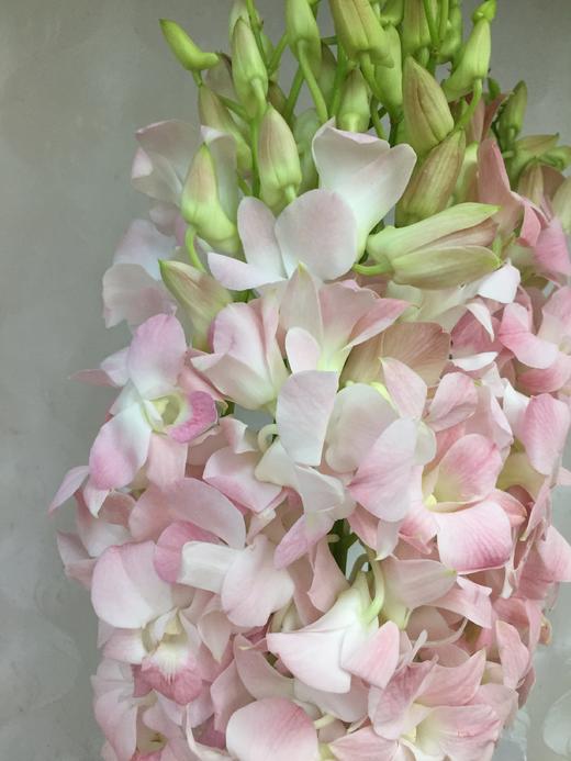 【小仙女】泰国洋兰--粉兰  12支/扎 商品图3