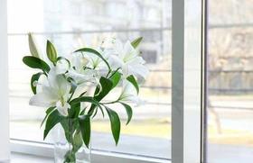 百合-西伯利亚-三头-10枝/扎