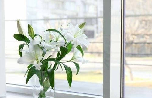 百合-西伯利亚-三头-10枝/扎 商品图0