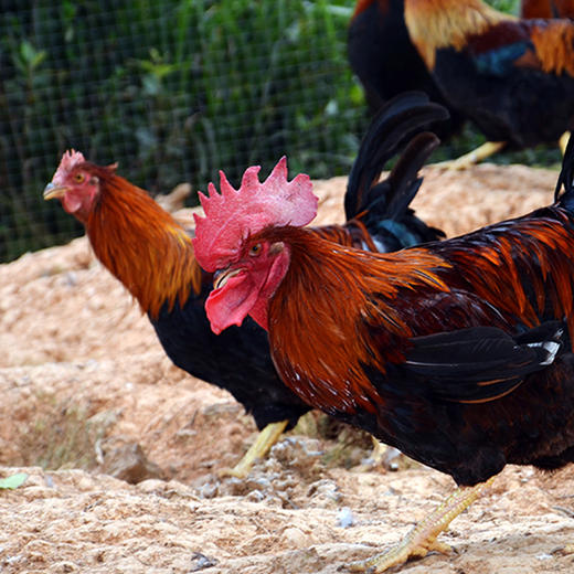 原种清远麻公鸡900g 商品图5