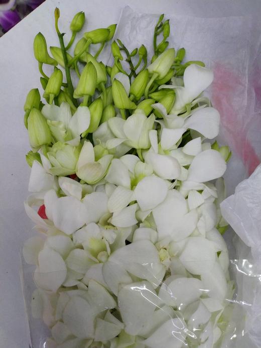 【气质高贵】泰国洋兰--白兰  12枝/扎 商品图7