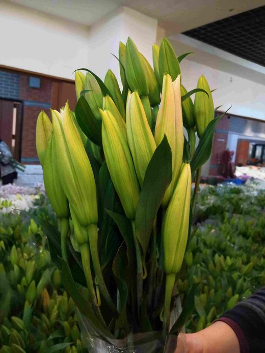 百合-索尔邦-三头-10枝/扎 商品图1