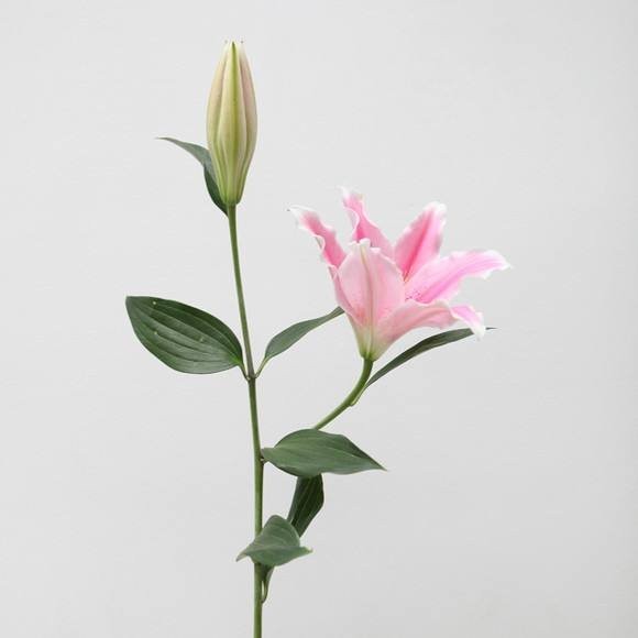 百合-索尔邦-两头-10枝/扎