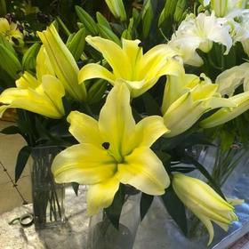 百合-浙江黄天霸-单头-10枝/扎